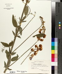 Lathyrus latifolius image