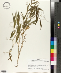 Lathyrus latifolius image