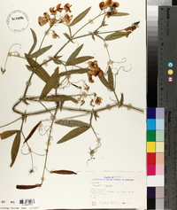 Lathyrus latifolius image