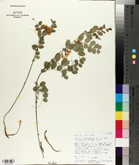 Lathyrus lanzwertii var. laetivirens image