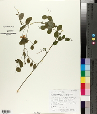 Lathyrus lanzwertii var. laetivirens image