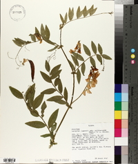 Lathyrus jepsonii image