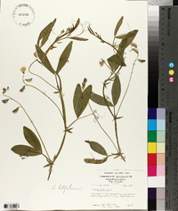 Lathyrus latifolius image