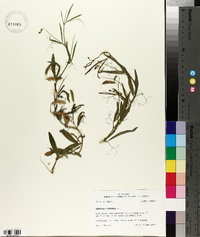 Lathyrus hirsutus image