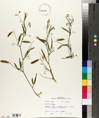 Lathyrus hirsutus image