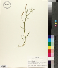 Lathyrus hirsutus image