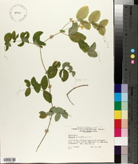 Lathyrus ochroleucus image