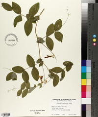 Lathyrus ochroleucus image