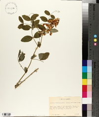 Lathyrus ochroleucus image