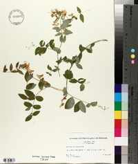Lathyrus ochroleucus image