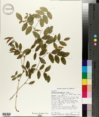 Lathyrus nevadensis image