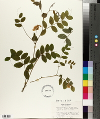 Lathyrus nevadensis subsp. lanceolatus image