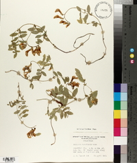 Lathyrus nevadensis image