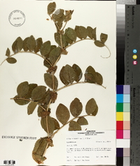 Lathyrus maritimus image