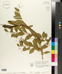 Lathyrus maritimus image