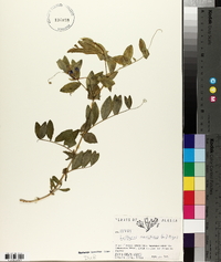 Lathyrus maritimus image