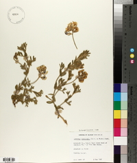 Lathyrus littoralis image
