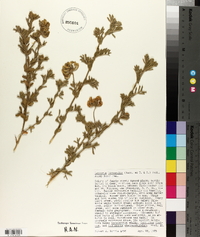 Lathyrus littoralis image