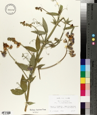 Lathyrus latifolius image