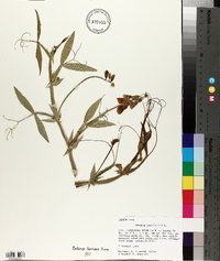 Lathyrus latifolius image