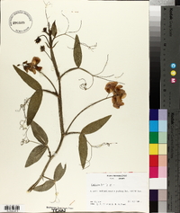 Lathyrus latifolius image