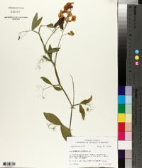 Lathyrus latifolius image