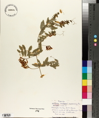 Lathyrus latifolius image