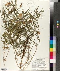 Lathyrus tracyi image