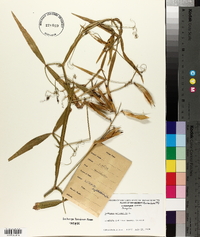 Lathyrus sylvestris image