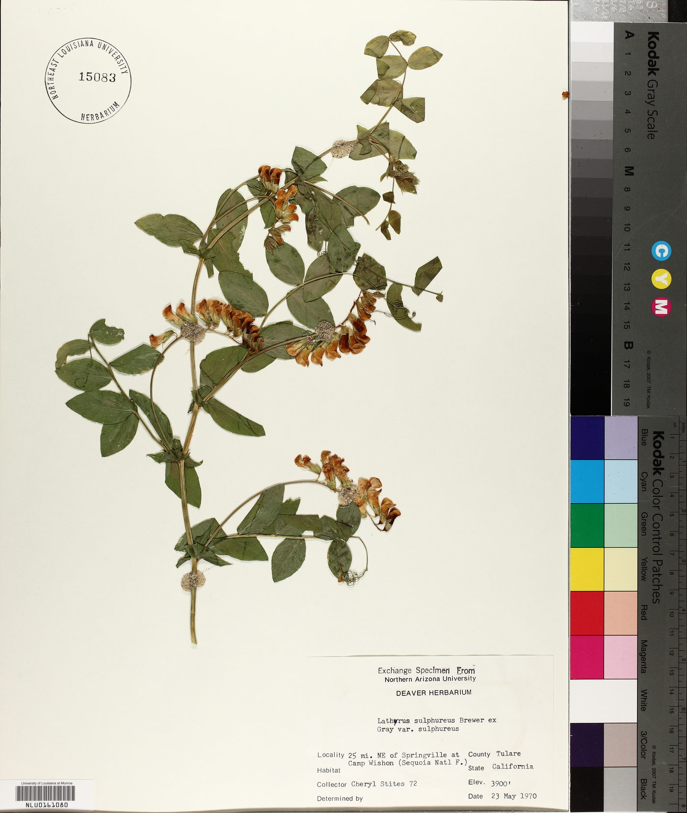 Lathyrus sulphureus var. sulphureus image