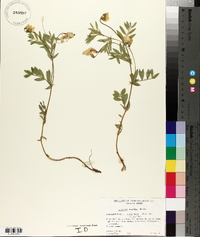 Lathyrus rigidus image