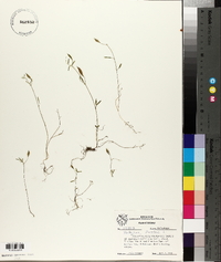 Lathyrus pusillus image