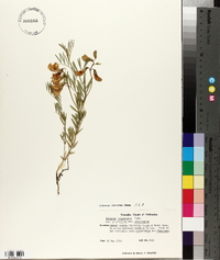 Lathyrus polymorphus image