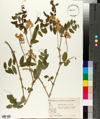 Lathyrus parkeri image