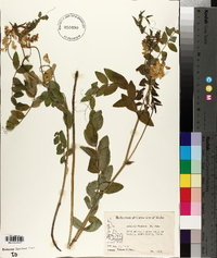 Lathyrus parkeri image