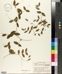 Lathyrus palustris image