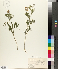 Lathyrus palustris image