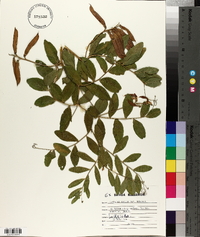 Lathyrus venosus image