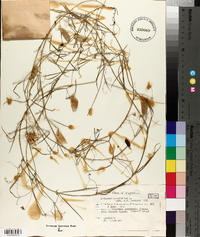 Lathyrus setifolius image
