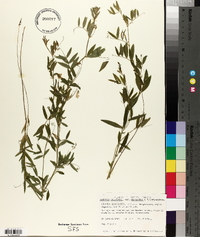Lathyrus palustris image
