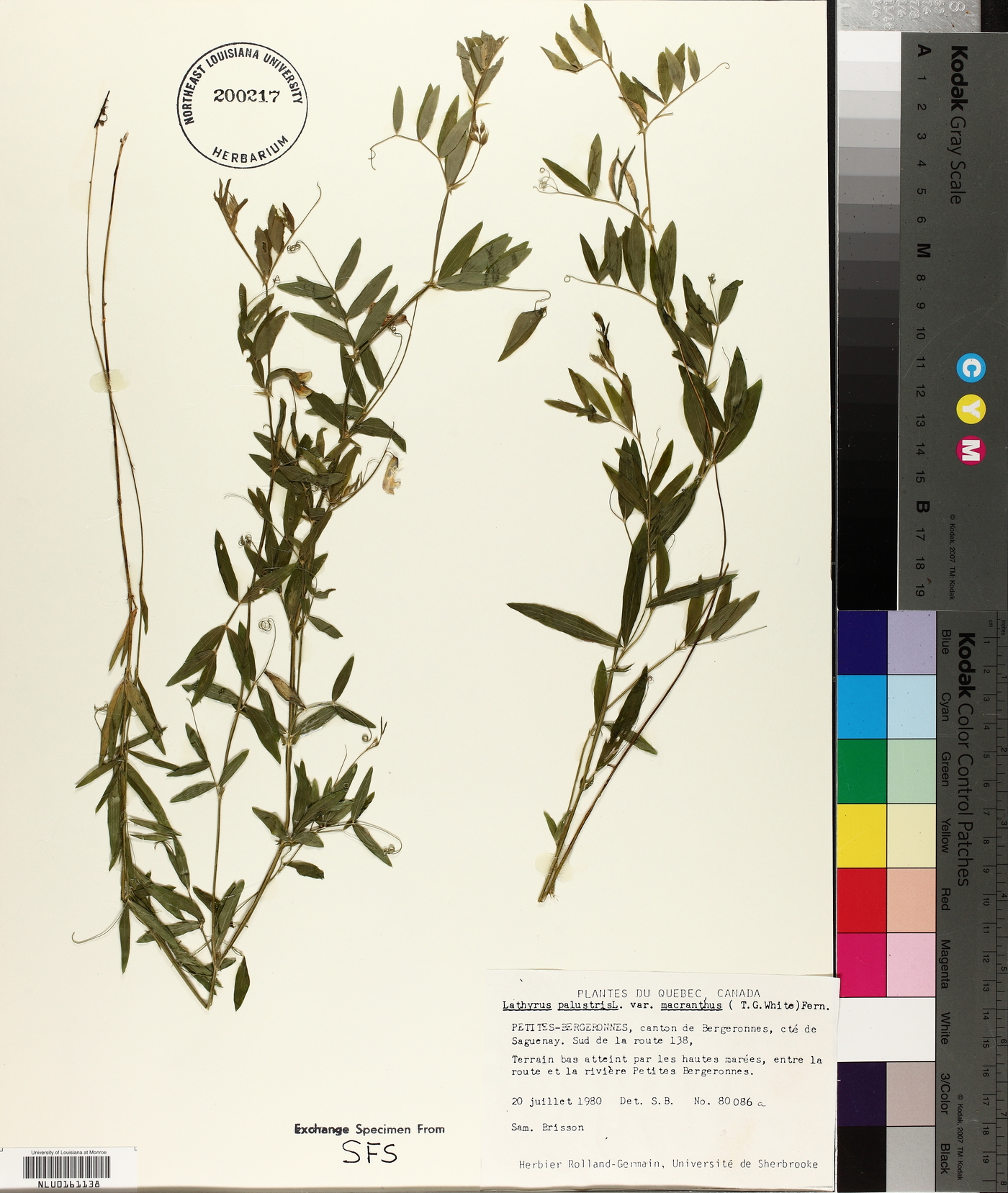 Lathyrus palustris var. macranthus image