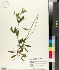 Lathyrus palustris image