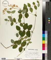 Lathyrus ochroleucus image
