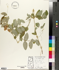 Lathyrus ochroleucus image