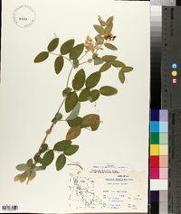 Lathyrus ochroleucus image