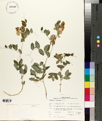Lathyrus ochroleucus image