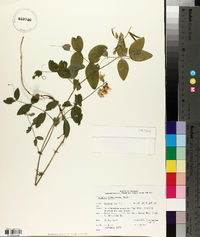 Lathyrus ochroleucus image