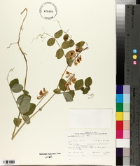 Lathyrus ochroleucus image