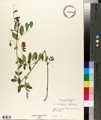 Lathyrus nevadensis subsp. lanceolatus image
