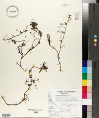 Lathyrus magellanicus image
